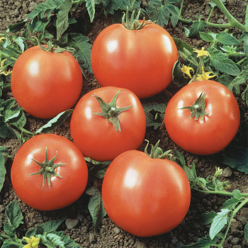 Goliath Prime Beef Hybrid Tomato