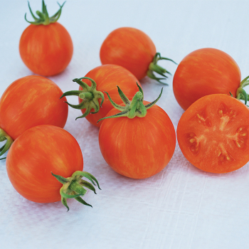 Cream of the Crop™ Apricot Hybrid Zebra Tomato