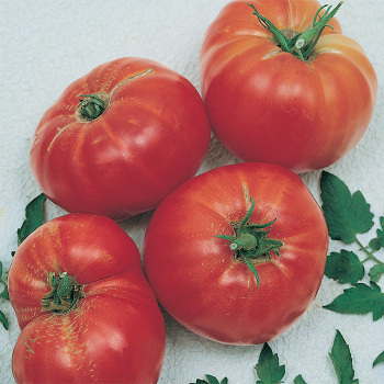 Andrew Raharts Jumbo Red Tomato