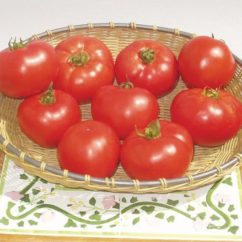 Amelia Hybrid Tomato