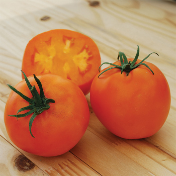 Amish Gold Slicer Tomato