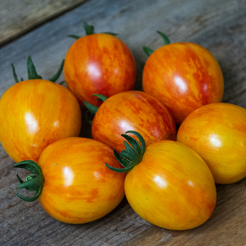 Tomato, Artisan™ Sunrise Bumble Bee  Tomato, Artisan™ Sunrise Bumble Bee