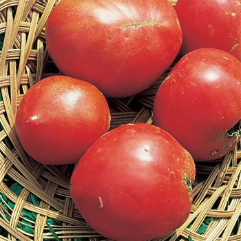 Anna Russian Tomato Seed
