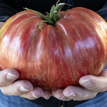 Tomato, Artisan™ Pink Jazz 