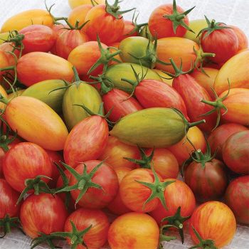 Artisan™ Mix Tomato