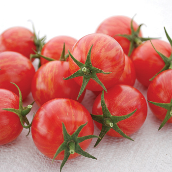 Artisan™ Bumble Bee Pink Tomato