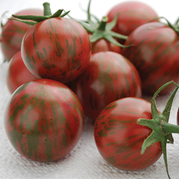 Artisan™ Bumble Bee Purple Tomato