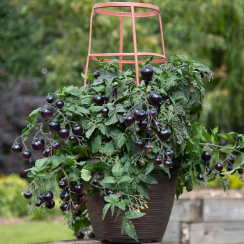 Tomato, Akoya Hybrid