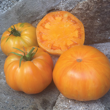 Artisan Orange Jazz Tomato
