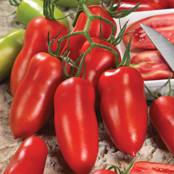 Andiamo Hybrid Tomato