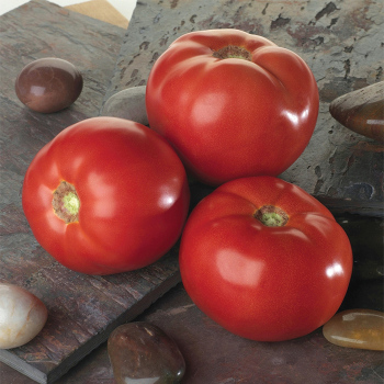 Bella Rosa Hybrid Tomato