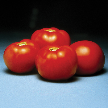 Better Bush Hybrid Tomato