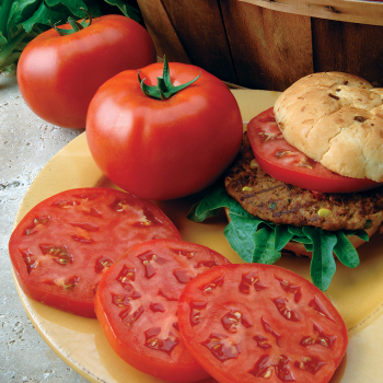 Tomato, Big Beef Hybrid  Tomato, Big Beef Hybrid