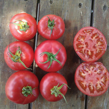 Bellerose Hybrid Tomato