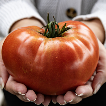 Tomato, Big Zac® Hybrid