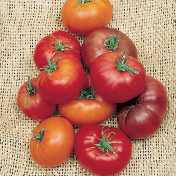 Tomato, Brandywine (Potato Leaf-Type) Tomato, Brandywine (Potato Leaf-Type)