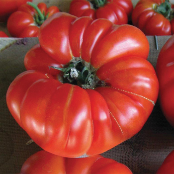 Buffalosteak Hybrid Tomato