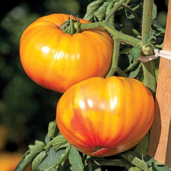 Chef's Choice Orange Hybrid Tomato, AAS Winners: Totally Tomatoes