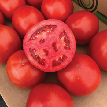 Carrie Hybrid Tomato
