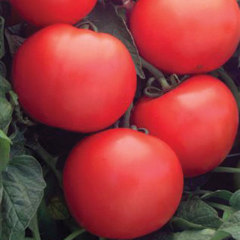 Tomato, Bush Champion II  Tomato, Bush Champion II