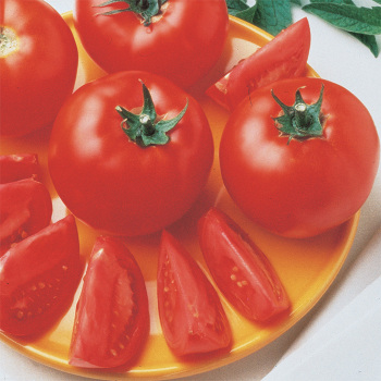Bush Early Girl Hybrid Tomato
