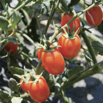 Tomato, Candy Bell Hybrid Tomato, Candy Bell Hybrid
