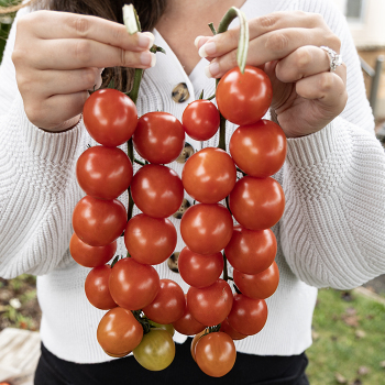 Tomato, Cherry Boy Hybrid