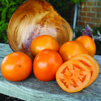 Tomato, Carolina Gold Hybrid