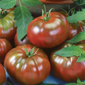 Chef's Choice Black Hybrid Tomato
