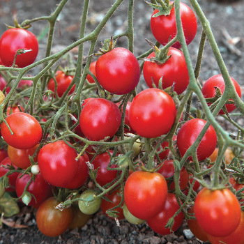 Centiflor Red Tomato
