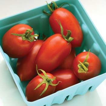 Heirloom Marriage™ Marzinera Hybrid Tomato