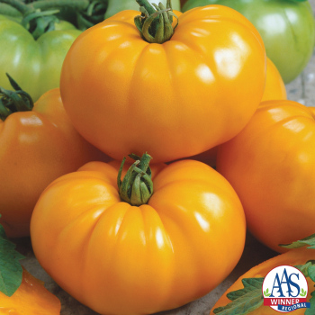 Chef's Choice Yellow Hybrid Tomato
