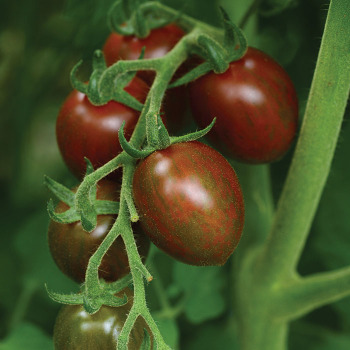 Chocolate Sprinkles Hybrid Tomato