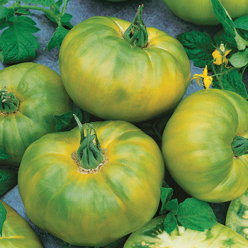 Chef's Choice Bicolor Hybrid Tomato Seeds — Seeds 'n Such