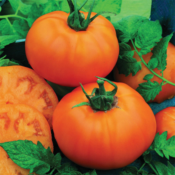 Chef's Choice Bicolor Hybrid Tomato Seeds — Seeds 'n Such