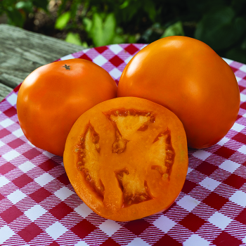 Tomato, Chef's Choice Orange Hybrid