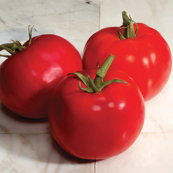 Charger Hybrid Tomato