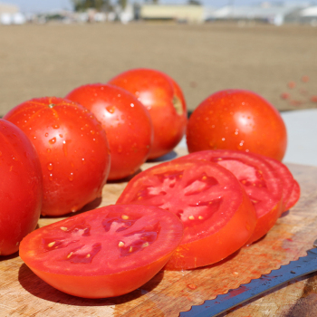 ★TAMATO★ Mega Tom Tomato, Mega Tom Tomato Seeds. Reimer Seeds