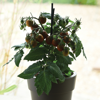 Kitchen Minis® Edible Potted Cocoa Hybrid Tomato