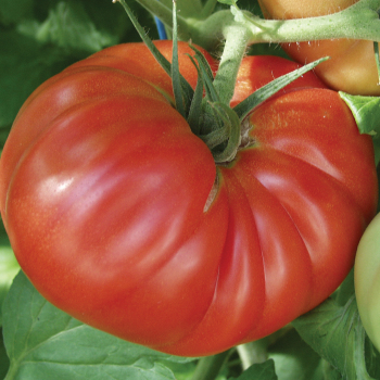 Tomato, Country Taste Hybrid Tomato, Country Taste Hybrid
