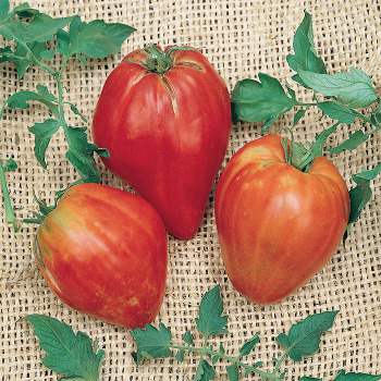 Cuore De Toro Tomato