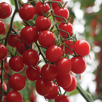 Chef's Choice Green Hybrid Tomato, AAS Winners: Totally Tomatoes