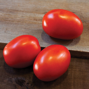 Daytona Hybrid Tomato