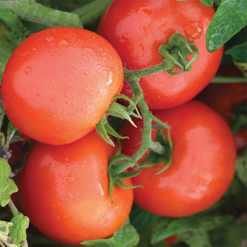 Defiant Hybrid Tomato