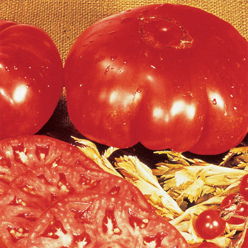 Dinner Plate Tomato