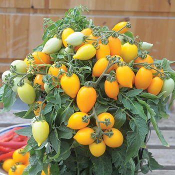 Funnyplums Orange Hybrid Tomato