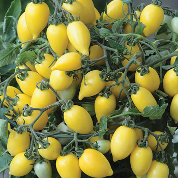 Funnyplums Creamy-Yellow Hyb Tomato