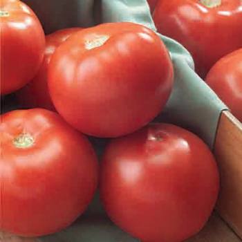 Florida 47 Hybrid Tomato