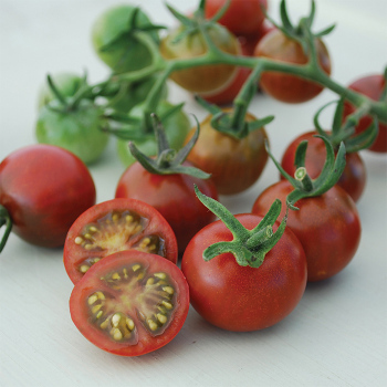 Garnet Tomato