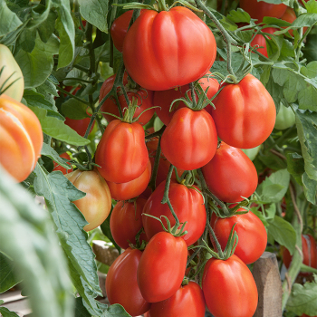 Giant Garden Paste Hybrid Tomato
